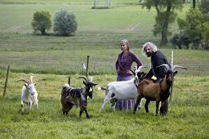Domestic Livestock - couple with male goats in meadow