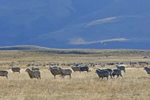 Images Dated 10th April 2009: Domestic Merino Sheep. Magallanes Peninsula - Patagonia - Argentina