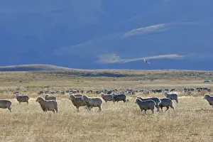 Merino Prints: Domestic Merino Sheep. Magallanes Peninsula - Patagonia - Argentina