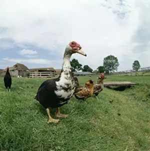 Domestic Muscovy Duck in farm yard
