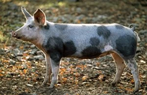 Images Dated 19th June 2008: Domestic Pig - Bentheimer - German breed