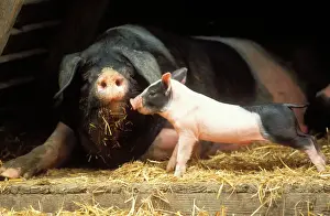 Pigs Prints: Domestic Pig Haellisches pig (old German breed). Sow with piglet