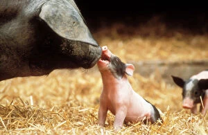 Domestic PIG - Haellisches pig, sowÃs face close-up smelling piglet, pigletÃs mouth open