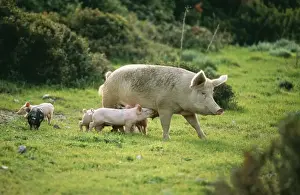 Free Range Prints: Domestic Pig USH 605 Sow with piglets