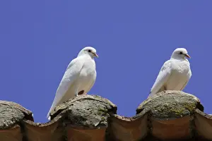 Domestic Pigeon
