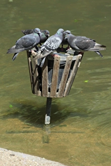 Images Dated 23rd June 2008: Domestic Pigeons - at wildfowl feeding bin in zoo