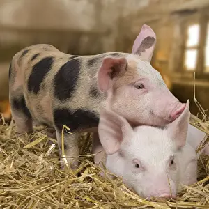 Barns Prints: Domestic Pigs - in barn