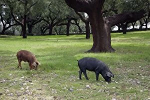 Domestic Pigs - feeding on acorns