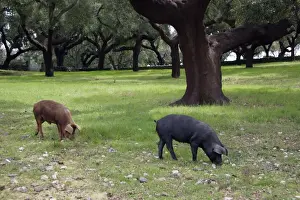 Acorns Prints: Domestic Pigs - feeding on acorns, Extremadura, Spain