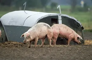 Free Range Prints: Domestic Pigs Free range husbandry