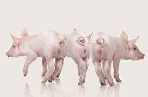 Images Dated 3rd May 2011: Domestic Pigs - three in studio