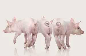Domestic Pigs - three in studio
