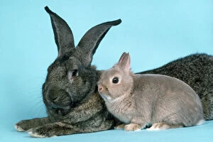 Images Dated 5th February 2014: Domestic Rabbit - British Giant & Netherland Dwarf Domestic Rabbit - British Giant & Netherland Dwarf