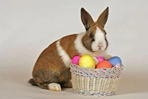 Domestic Rabbit brown and white with basket of easter eggs