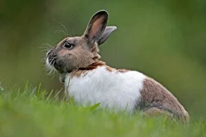 Images Dated 27th September 2009: Domestic Rabbit - brown and white sitting in grass