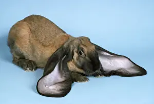 Large Prints: Domestic Rabbit - English Lop