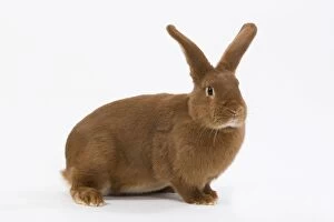 Images Dated 11th October 2009: Domestic Rabbit - Fauve de Bourgogne in studio
