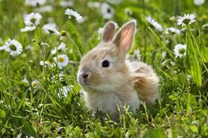 Images Dated 17th May 2006: Domestic Rabbit - outside amongst daisies