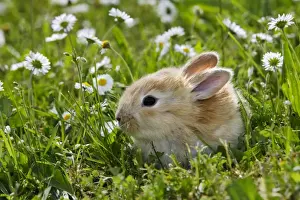 Daisy Prints: Domestic Rabbit - outside amongst daisies