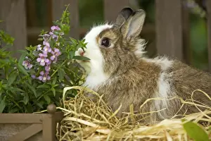 Small Pet Prints: Domestic Rabbit -sniffing flowers