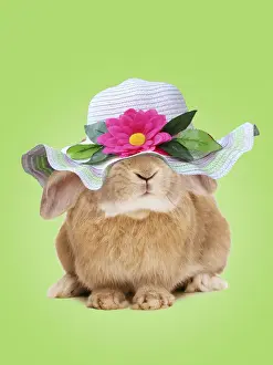 Humour Prints: Domestic Rabbit - On spring green background