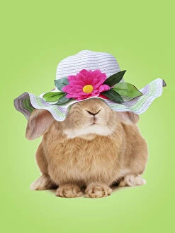 Bonnet Gallery: Domestic Rabbit - On spring green background Date: 29-03-2021