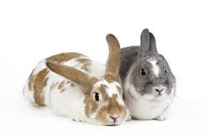Small Pets Collection: Domestic Rabbit - two in studio