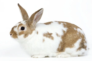 Small Pets Collection: Domestic Rabbit - in studio