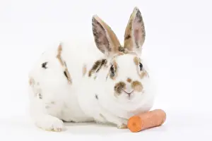 Carrot Prints: Domestic Rabbit - in studio with carrot