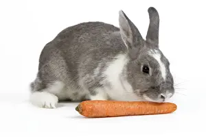 Carrot Prints: Domestic Rabbit - in studio sniffing / eating carrot