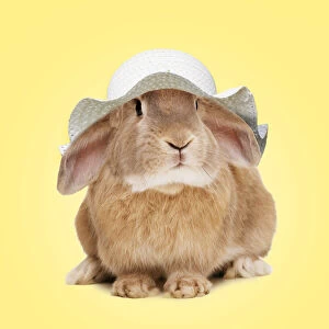 Bonnet Gallery: Domestic Rabbit wearing an Easter bonnet