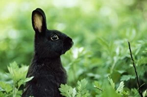 Domestic RABBIT - young black rabbit