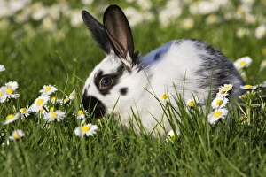 Images Dated 14th April 2007: Domestic Rabbit - young in daisies