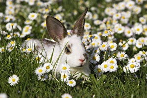 Images Dated 14th April 2007: Domestic Rabbit - young in daisies