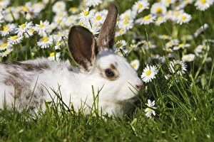 Images Dated 14th April 2007: Domestic Rabbit - young in the daisies