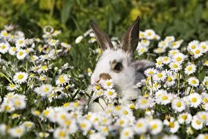 Images Dated 14th April 2007: Domestic Rabbit - young in daisies Alsace France