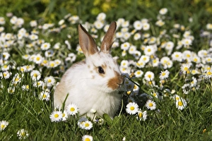 Images Dated 14th April 2007: Domestic Rabbit - young in daisies Alsace France