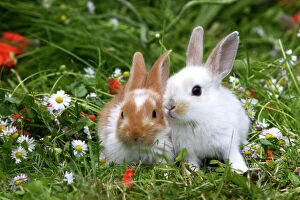 Easter Collection: Domestic Rabbits - outside amongst flowers