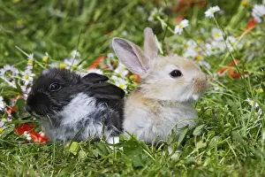 Domestic Rabbits - outside amongst flowers