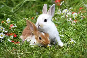 Easter Prints: Domestic Rabbits - outside amongst flowers