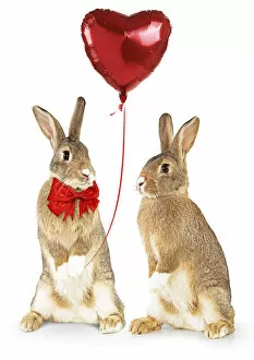 Images Dated 3rd February 2020: Domestic Rabbits standing up holding heart shaped balloon Date: 17-Jan-20