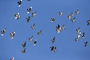 Images Dated 17th April 2013: Domestic / Racing Pigeons - flock in flight Castro