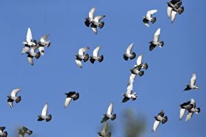 Images Dated 17th April 2013: Domestic / Racing Pigeons - flock in flight Castro