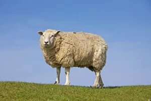 Images Dated 12th April 2009: Domestic Sheep adult ewe