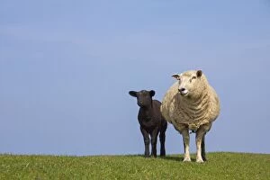 Images Dated 12th April 2009: Domestic Sheep ewe with lamb