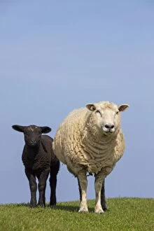 Domestic Sheep ewe with lamb