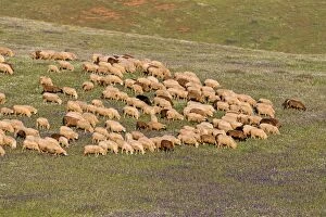 Images Dated 14th April 2013: Domestic Sheep - flock feeding in meadow Alentejo