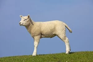 Images Dated 12th April 2009: Domestic Sheep lamb