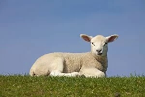 Images Dated 12th April 2009: Domestic Sheep lamb