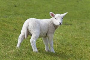 Images Dated 29th April 2012: Domestic Sheep lamb